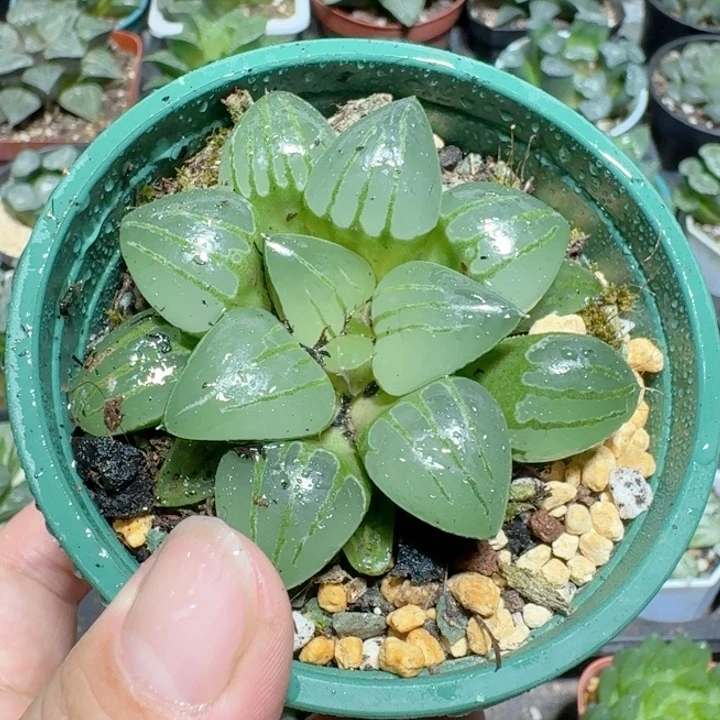 十二卷玉露翠虎寿