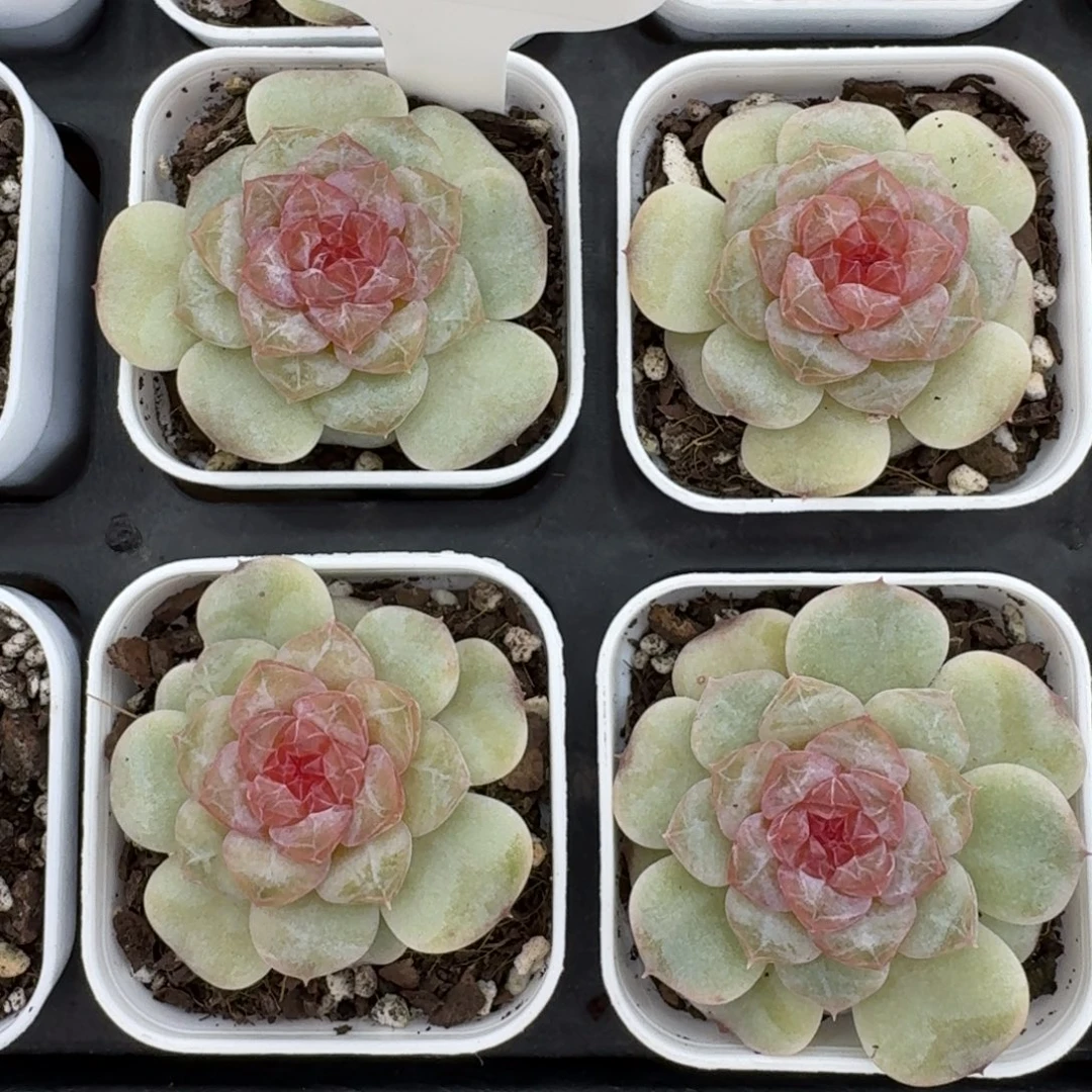 1017-11-红富士单头一颗量拍