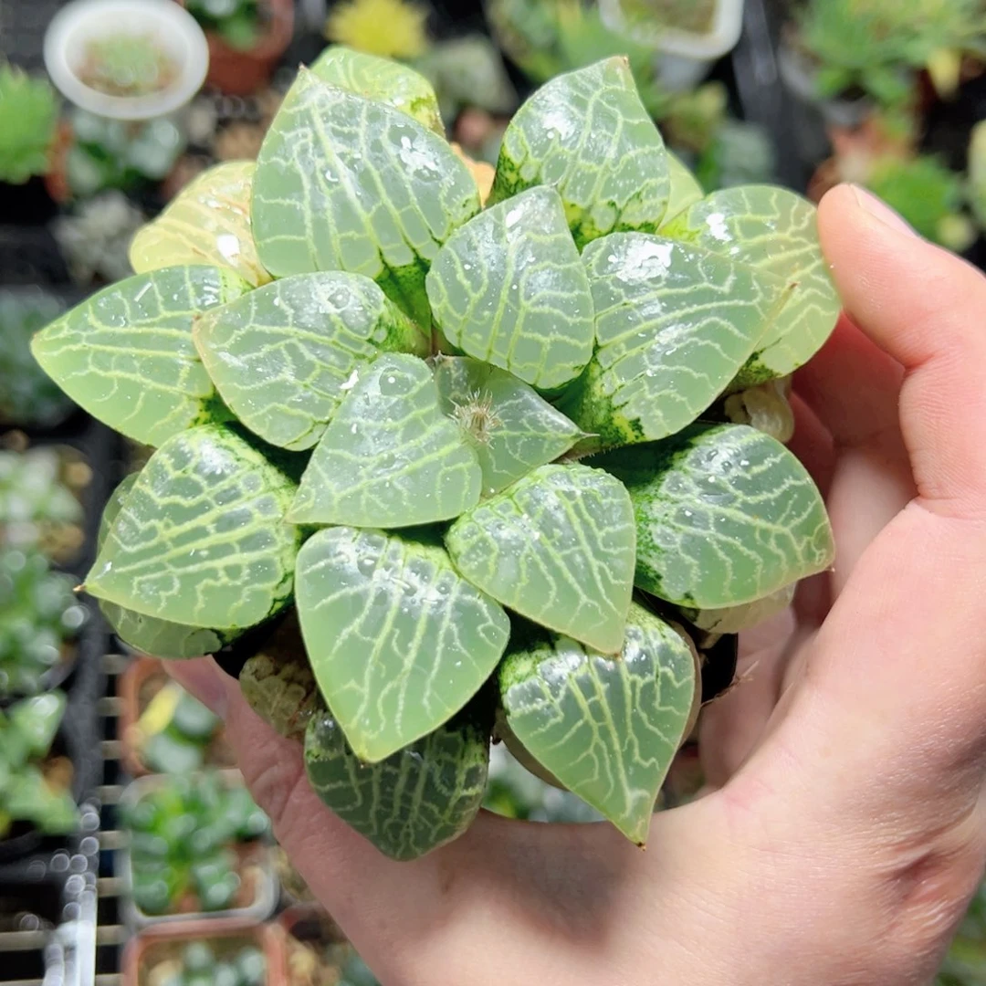 简***60824多肉植物一颗