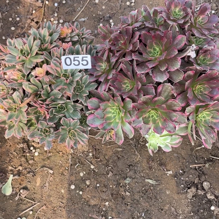 无花朵055多肉植物组合无售后