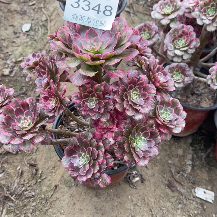 3348霁月的多肉的的