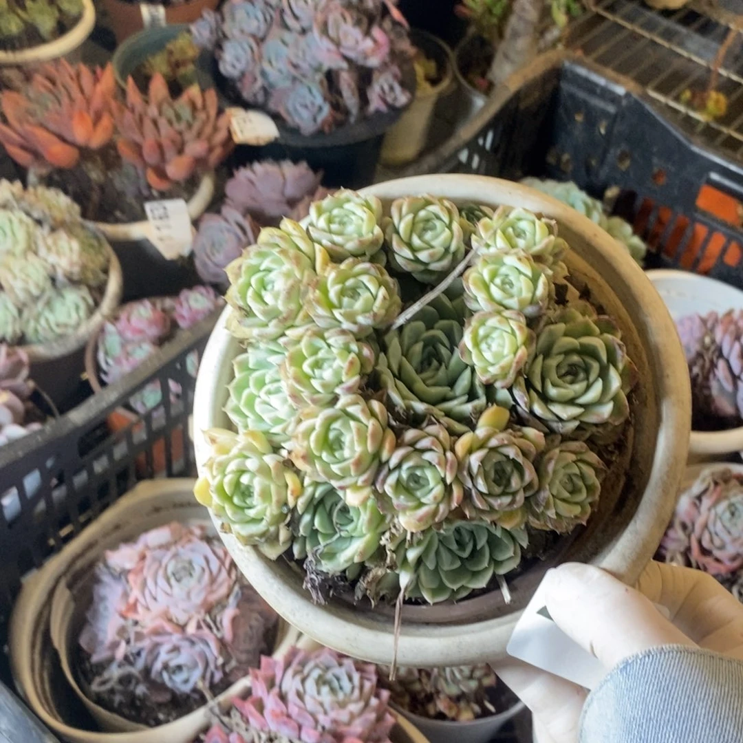 2328白月影一物一拍