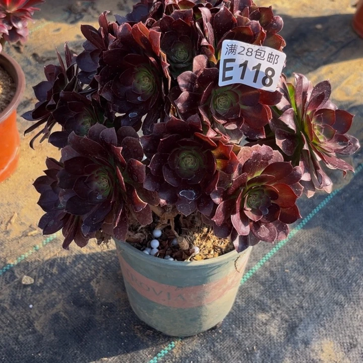 118多肉植物一物一拍