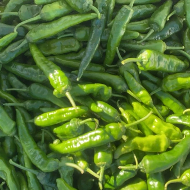 【樟树港辣椒】湖南农家本地新鲜现摘香辣辣椒