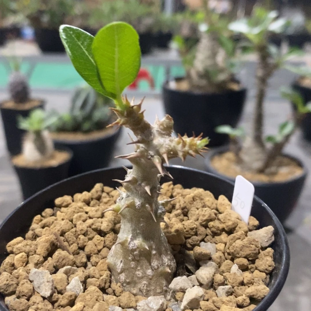 温莎瓶干 张红专拍