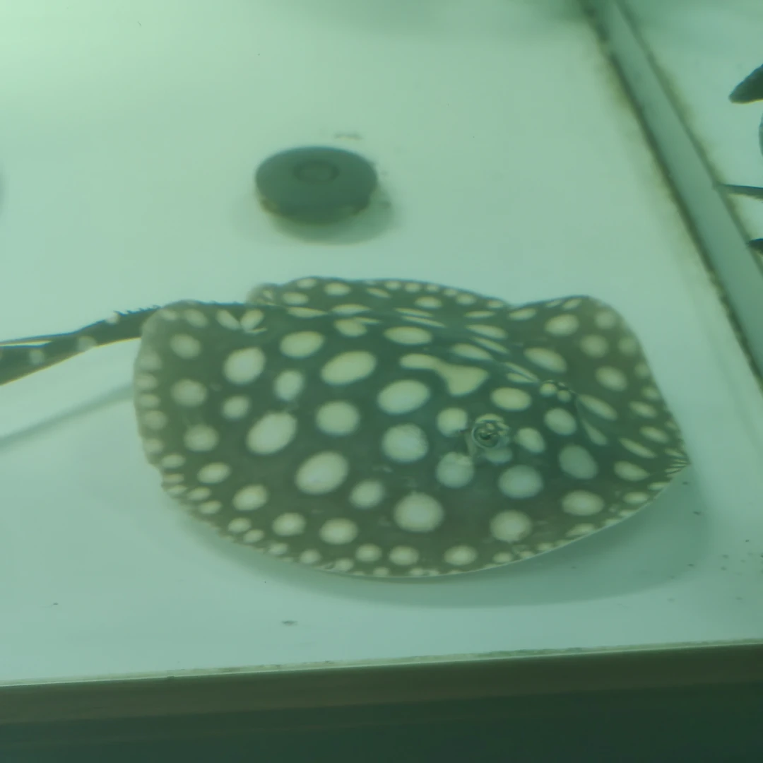 热带黑白皇冠魟鱼纯血观赏鱼可与龙鱼混养淡水活体