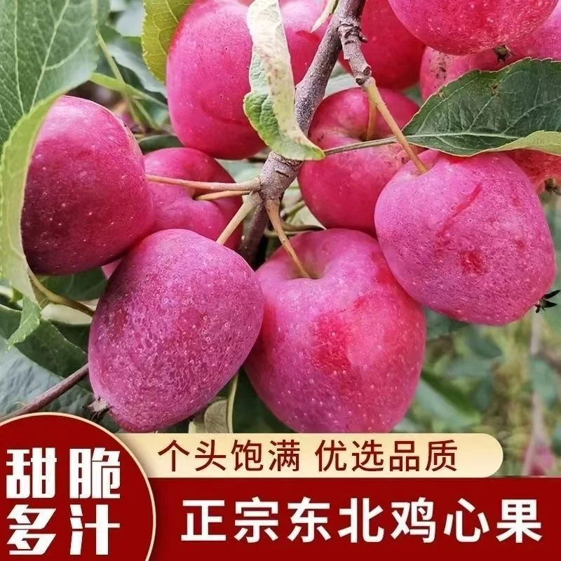 正宗东北鸡心果锦绣海棠脆甜多汁新鲜采摘5斤