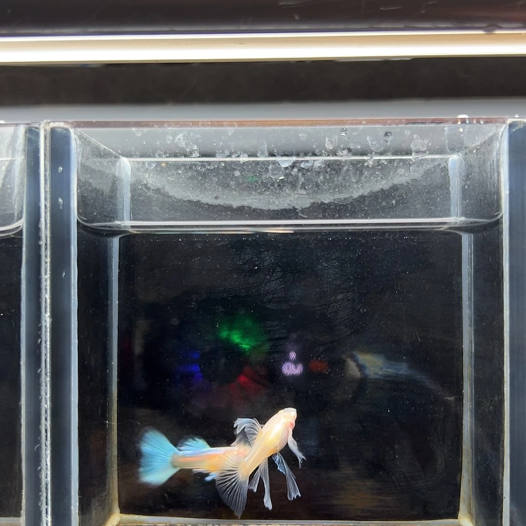 孔雀鱼蓝白绣球大c一对