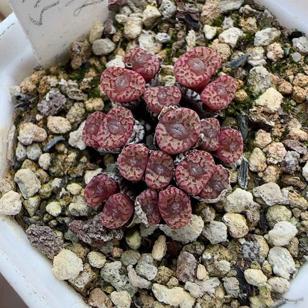 348红珊瑚小型种