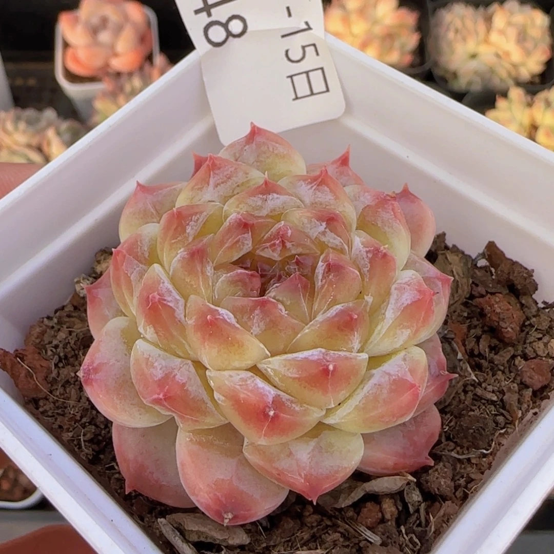 单头秘境冰魄一颗