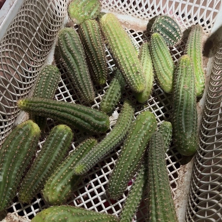 白檀侧芽18个品种。不写名字