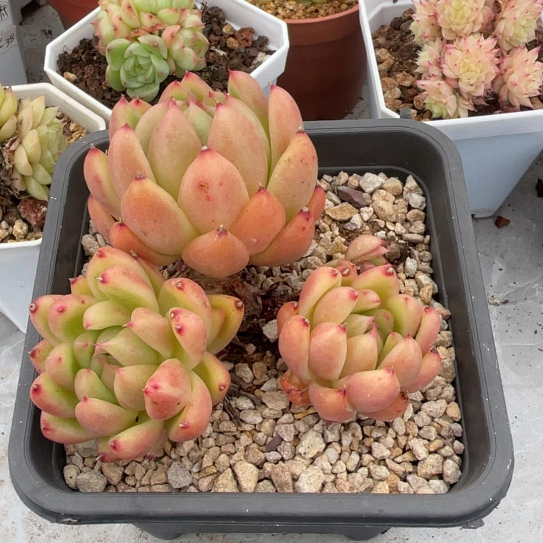 黄金玛丽亚三头老桩