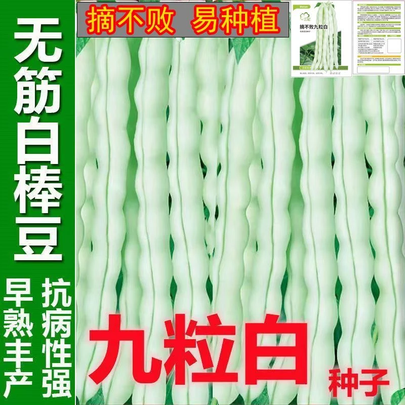 ☀易种九粒白芸豆种子高产豆角种籽四季豆架豆种高产春秋季蔬菜种