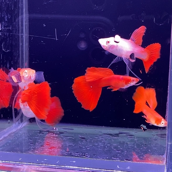 孔雀鱼血红大西3对