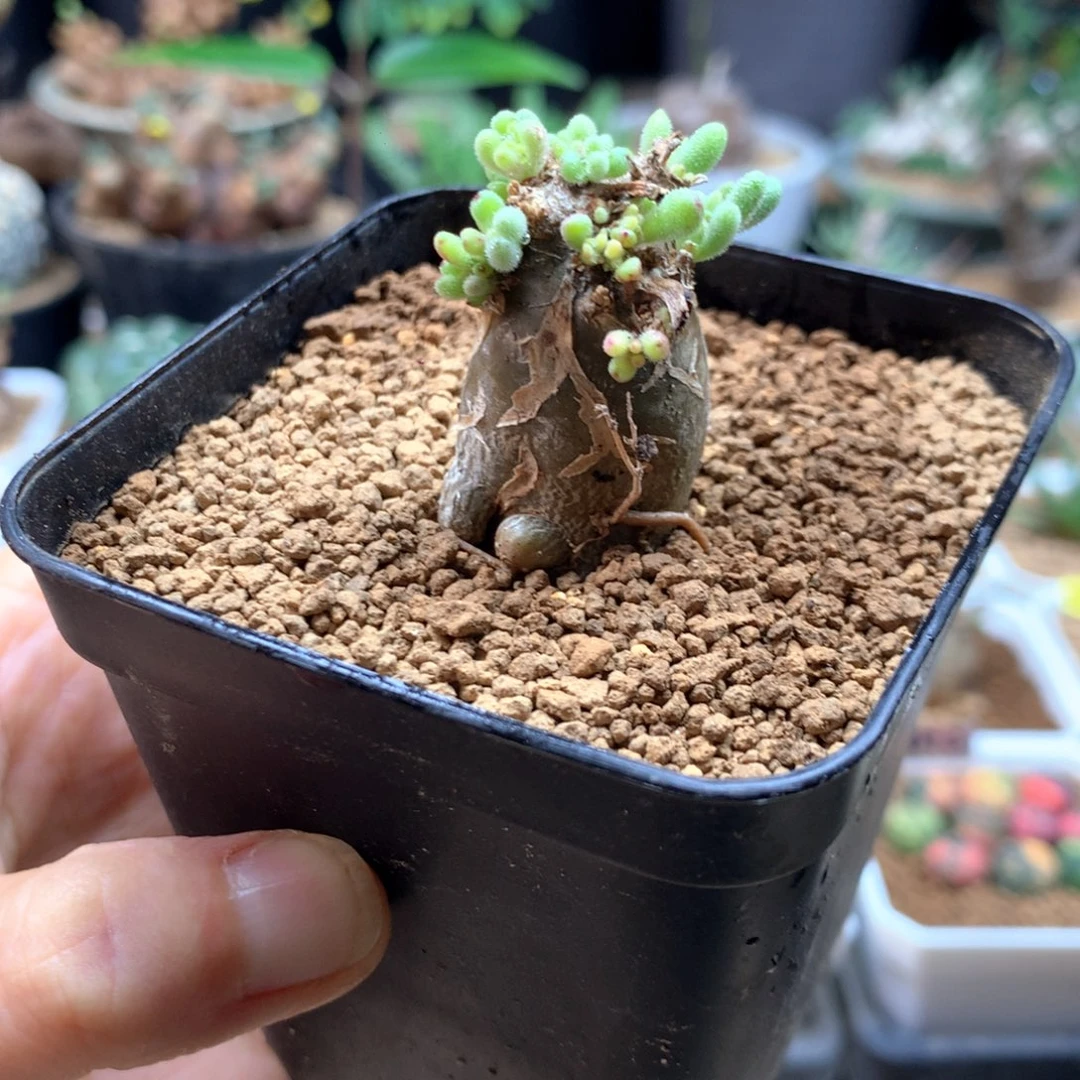 淡清霜母本带盆母本751