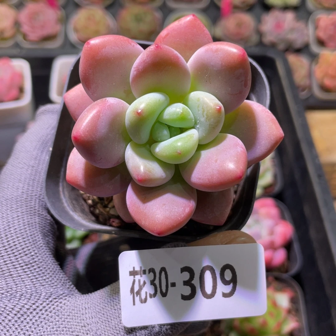 花利美30-309洛神