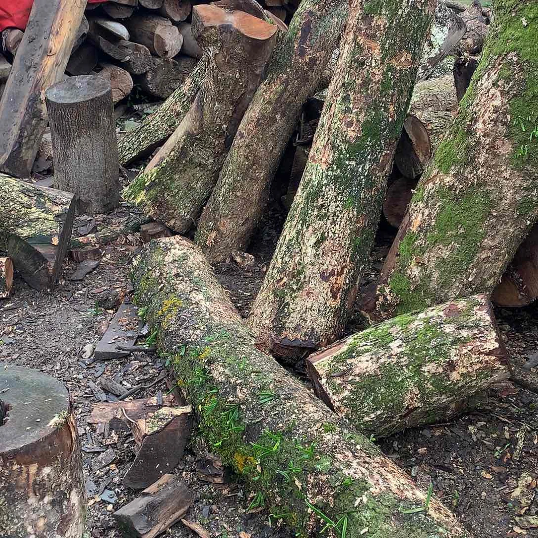 山***间小叶桢楠金丝楠木