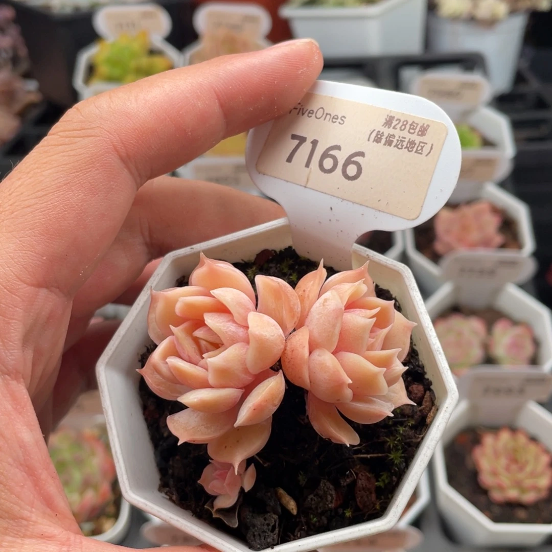 昂斯诺7166-5厘米