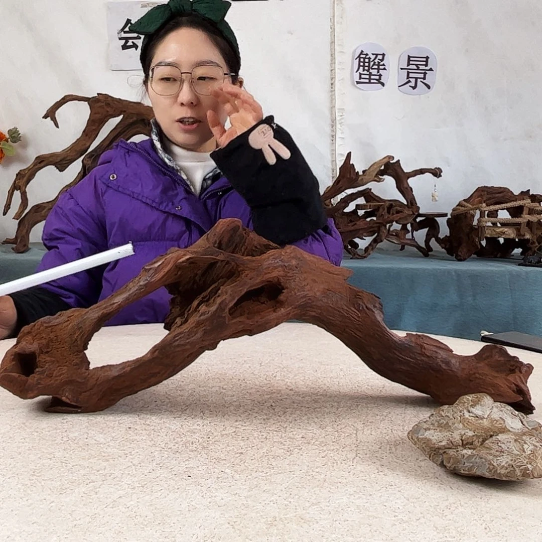 沉木造景爬宠造景