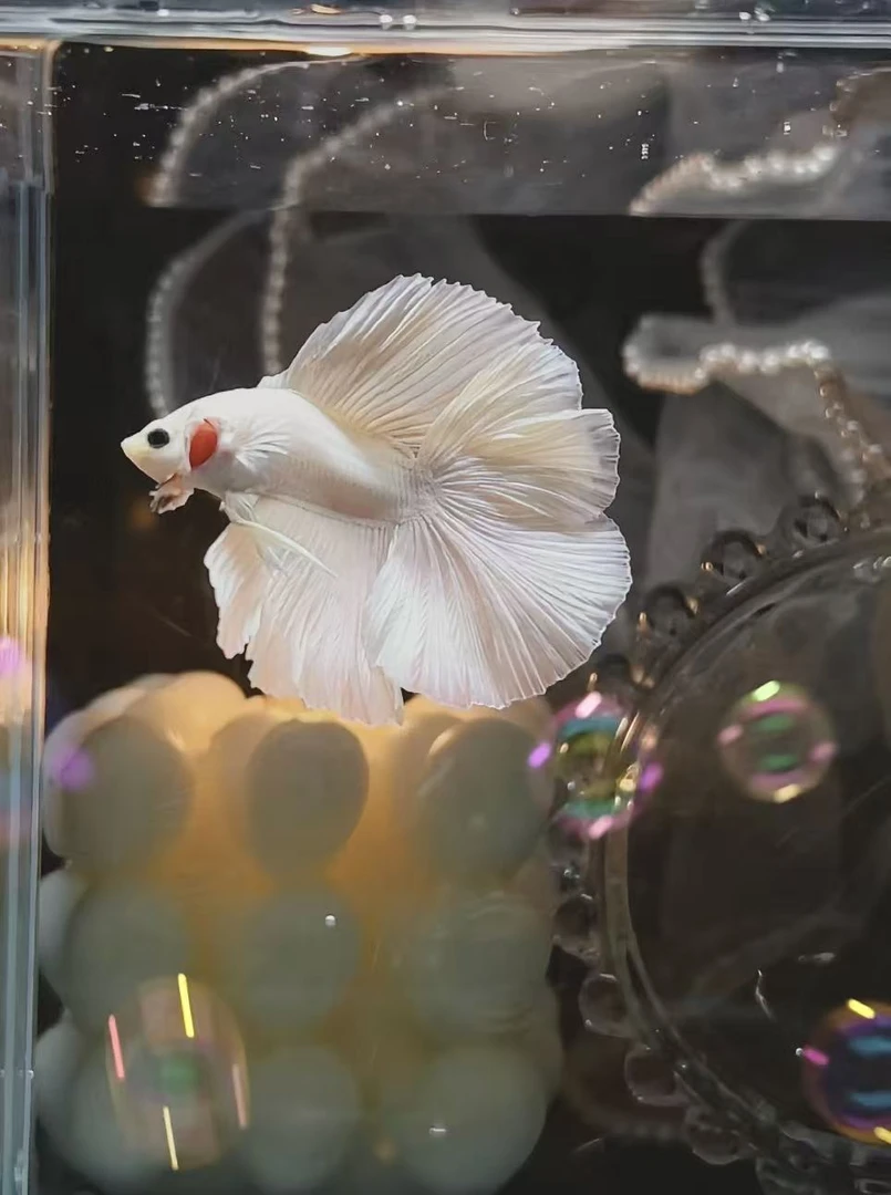 绘梦水族里面包含带灯鱼缸＋白色婚纱鱼＋养鱼四件套