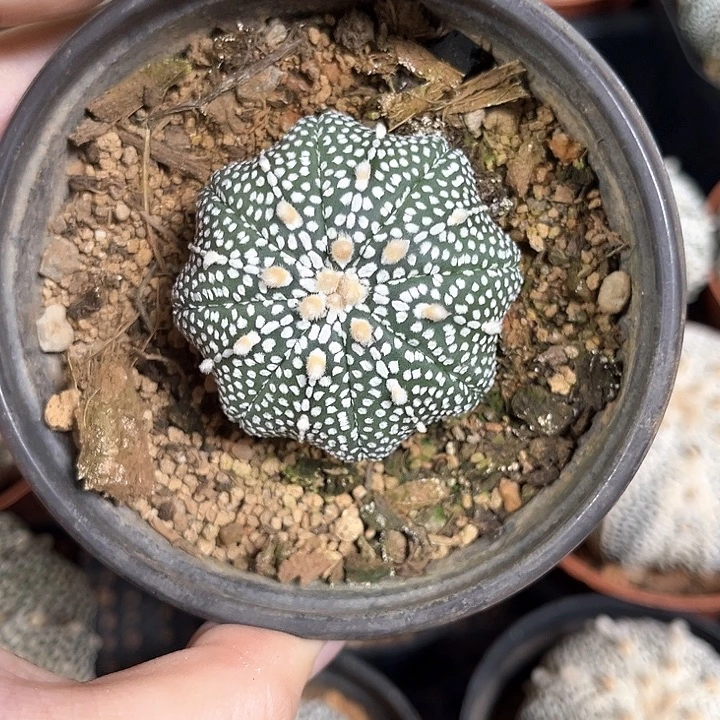 奇迹4.4一物一拍脱土发货