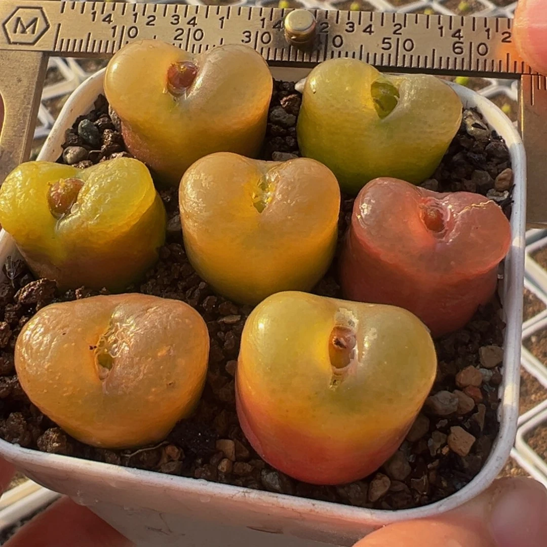 特价编号母本桃多肉植物