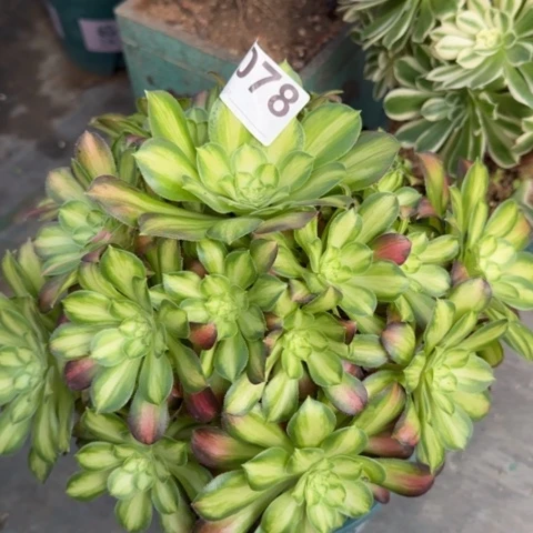 078韶华30厘米左右