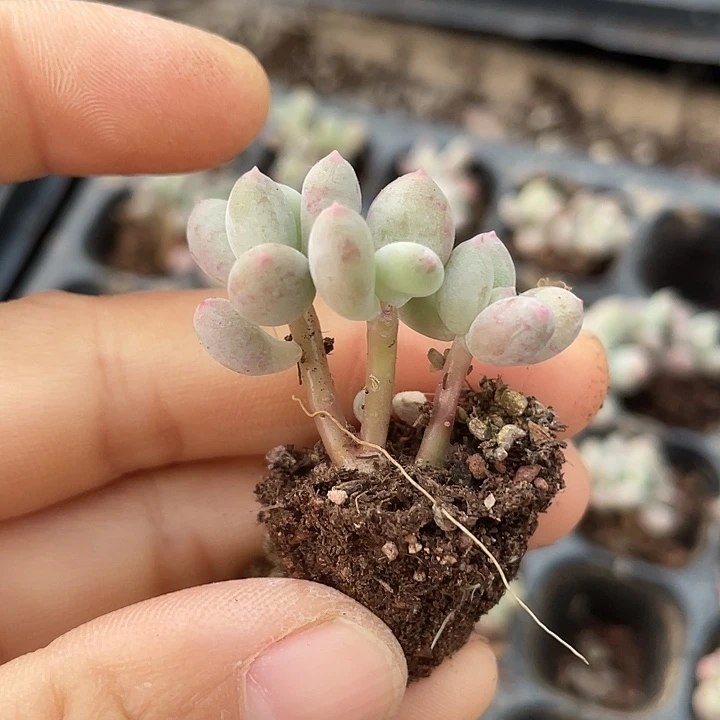 苹果奶发2颗满18包邮