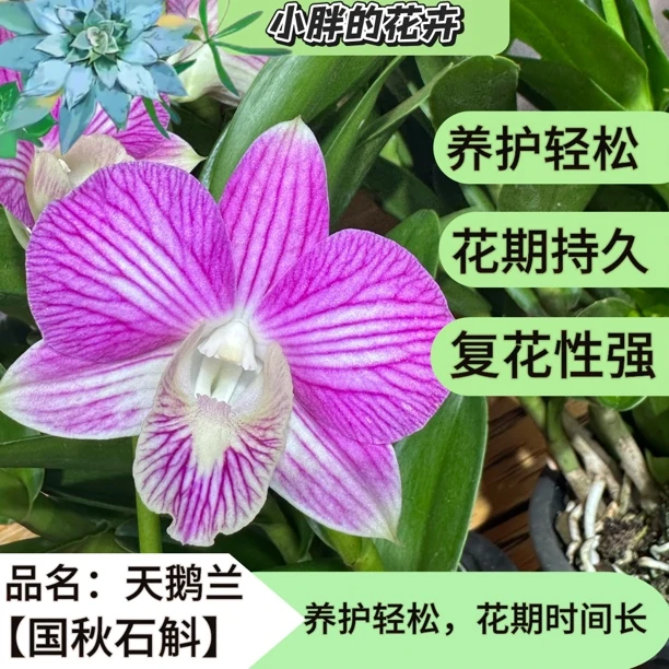 【小胖】【天鹅兰】精品石斛兰昆明基地直发 任意一单包邮