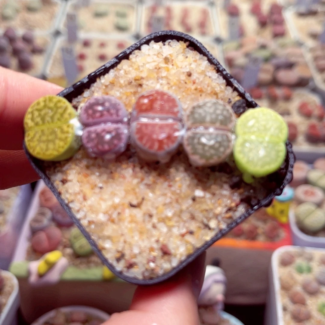 617号带盆包邮发货