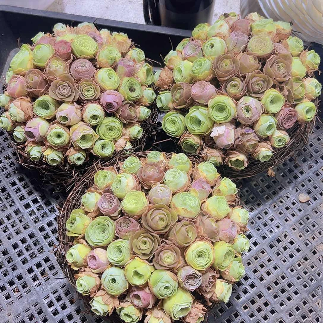 小苗组合50个6个帕9个粉