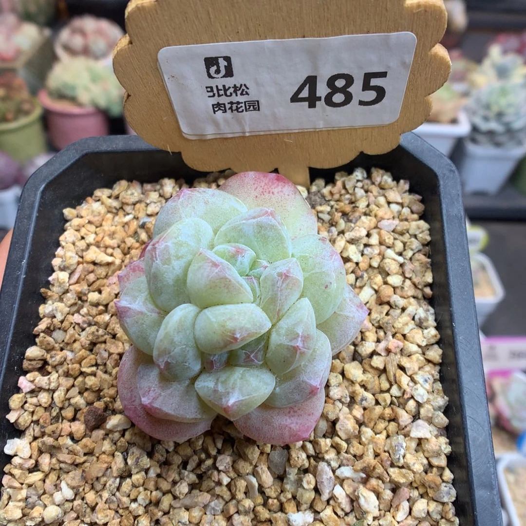 485双心冰玉石化多肉植物