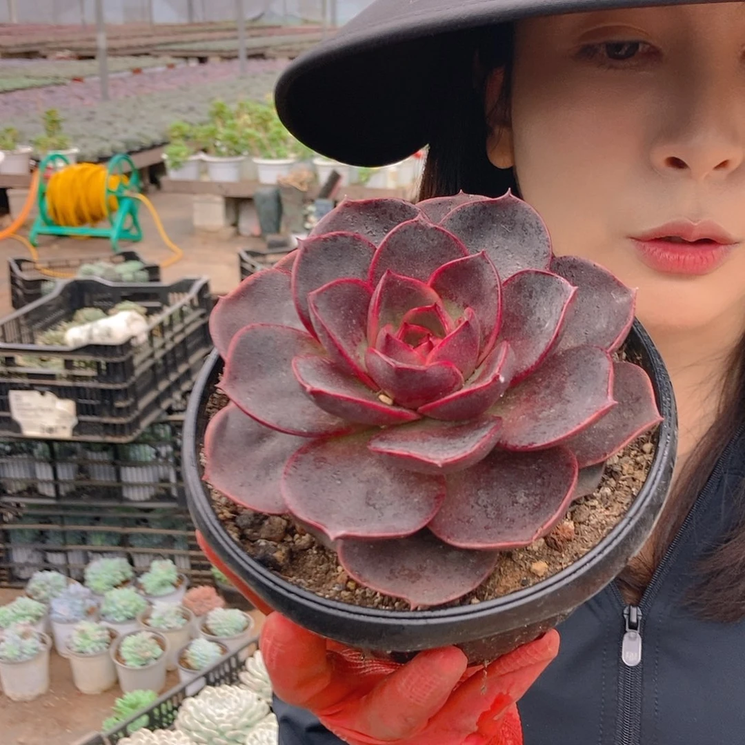 巧克力玫瑰单头随机
