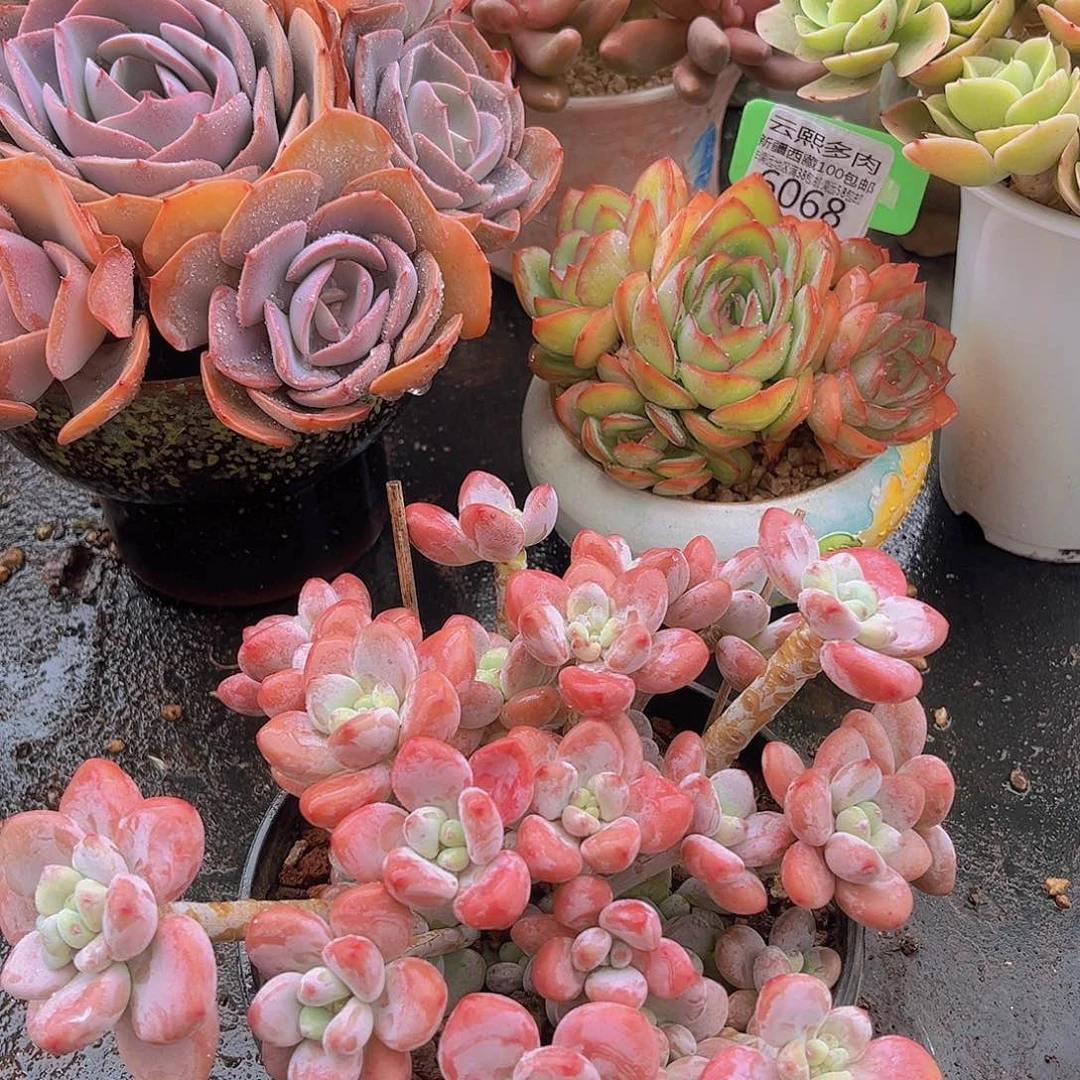 6120红洛神多肉植物