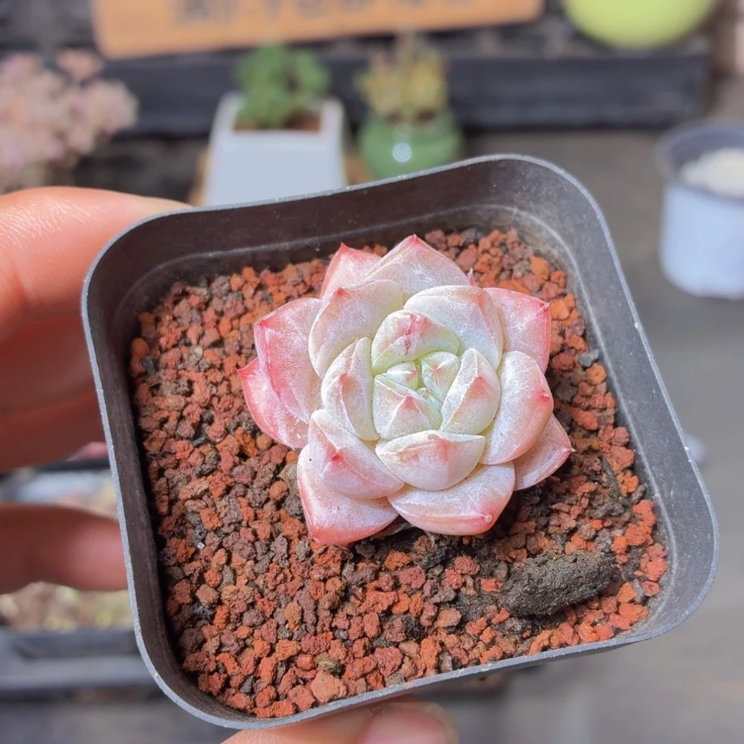 粉蓝鸟多肉9.9包邮发货