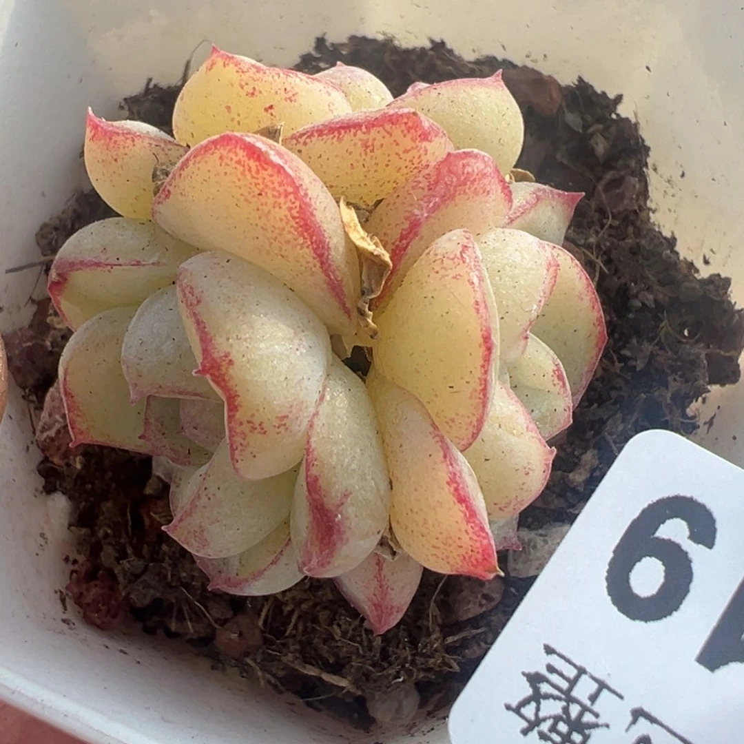 小卡拉米糖心一物一拍7-19