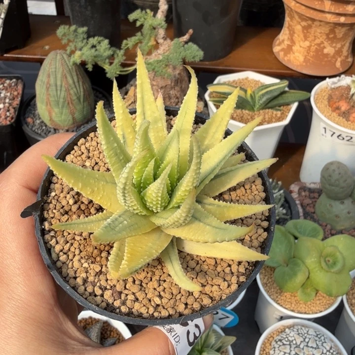 金城锦359 (满28包邮)