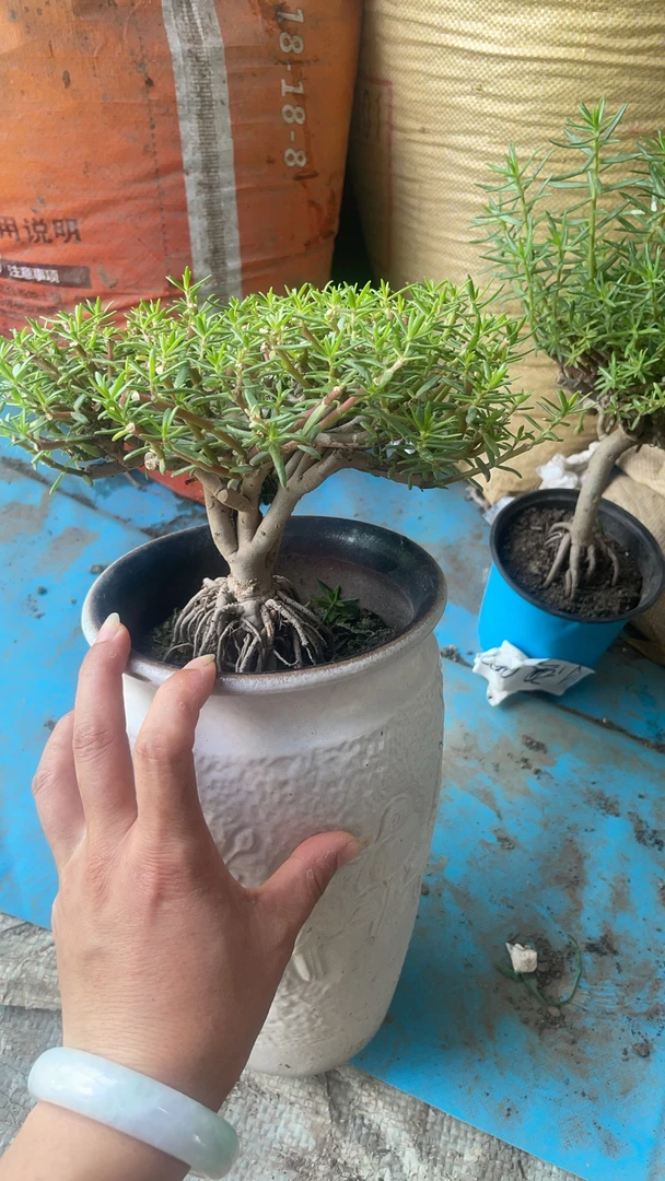 （大处）玫红王老桩花卉盆栽