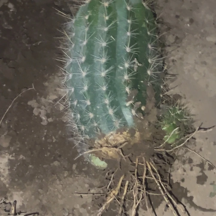 雪***t清清704根瑕疵4