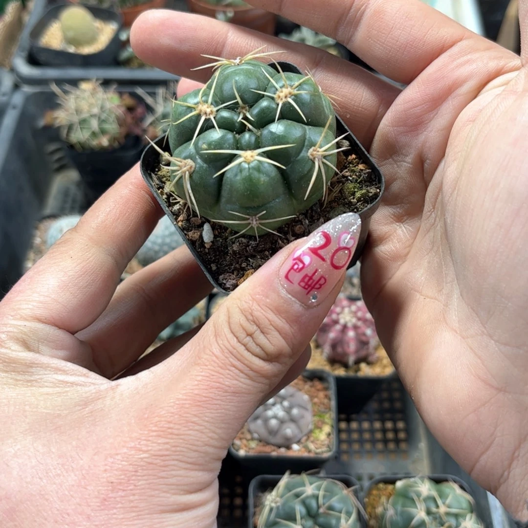 海王单头发货有根发货