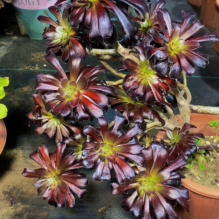 多肉植物保护研究所