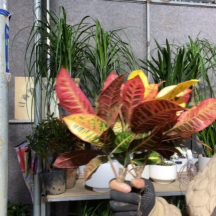 完全开放处理变色木16的冻坏不赔