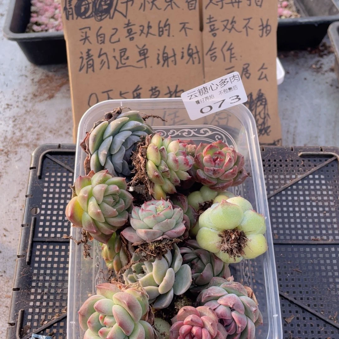 ?****资云糖心多肉植物73