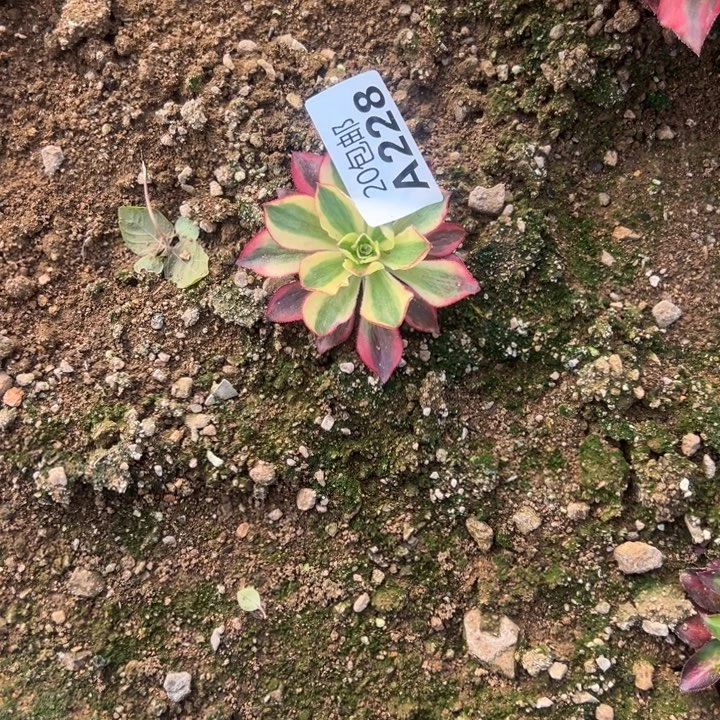 多肉植物228不售后