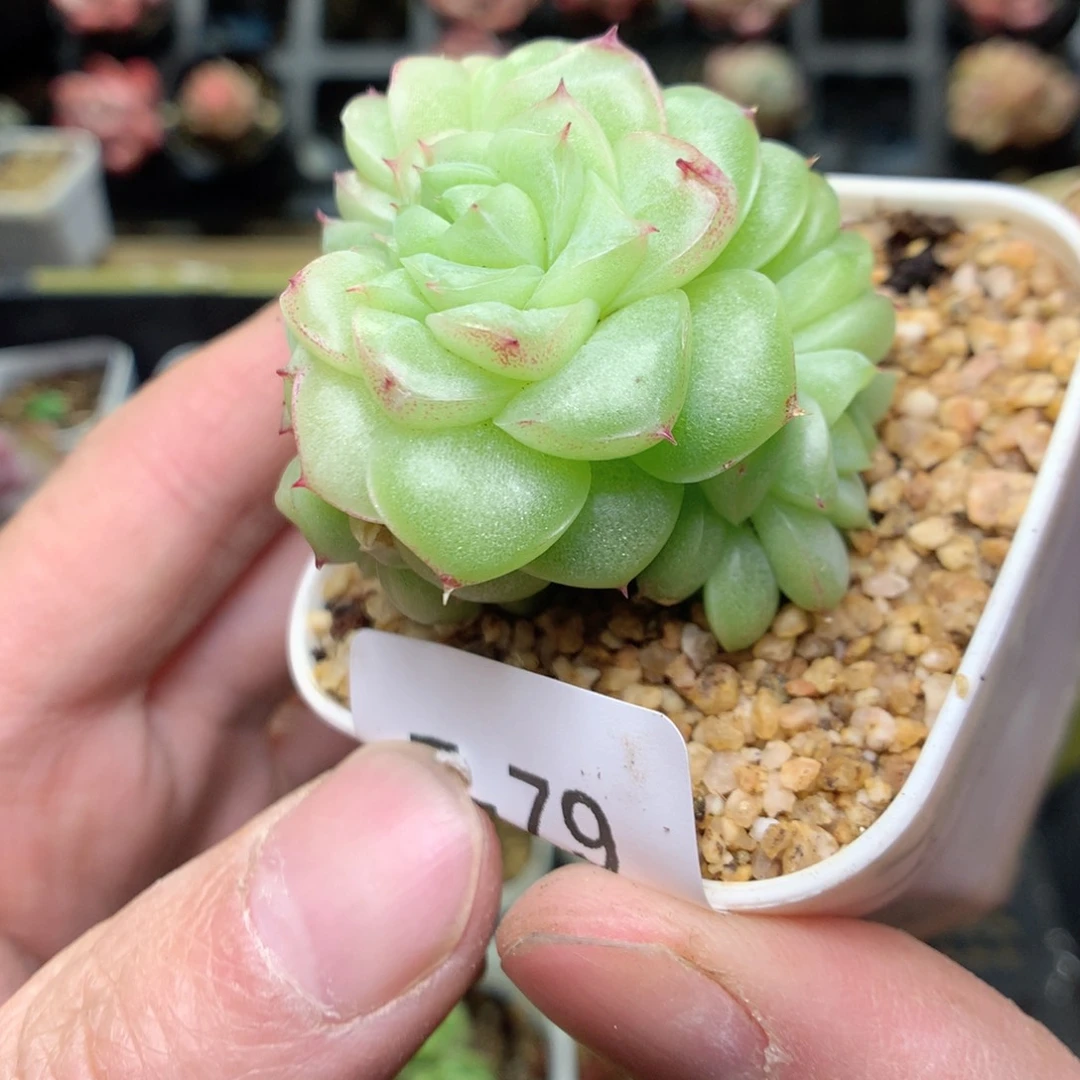 T79y y y y y y y y