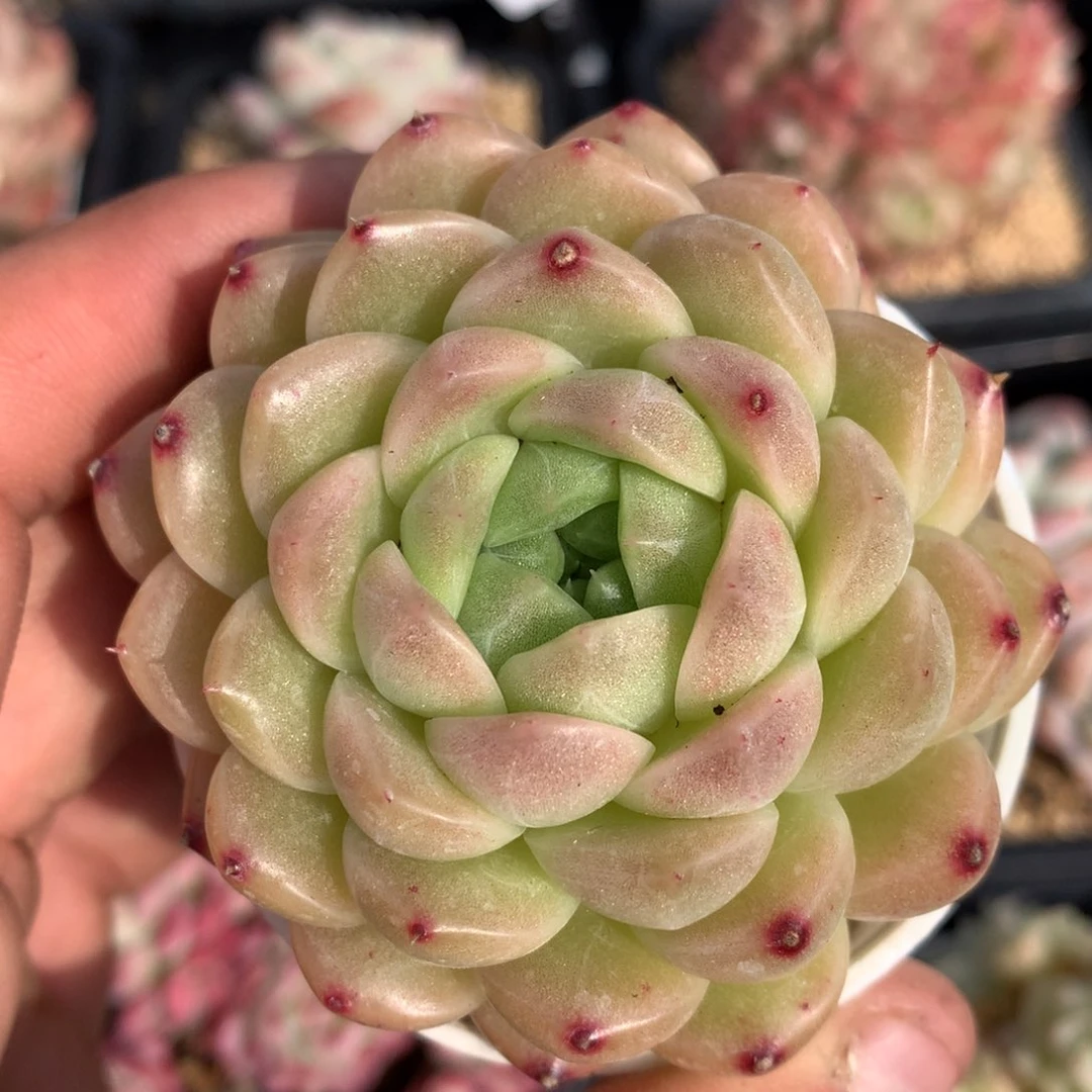 0221-75 麦杆优选