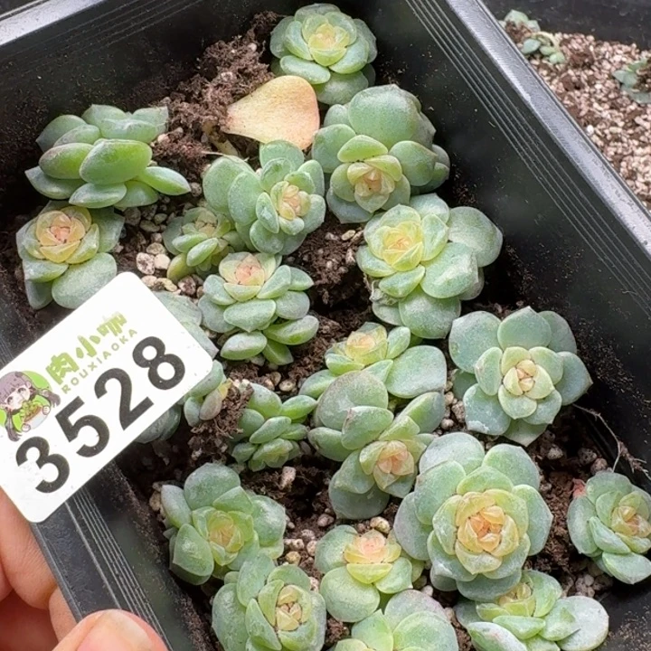 粒***粒多肉植物多肉植物