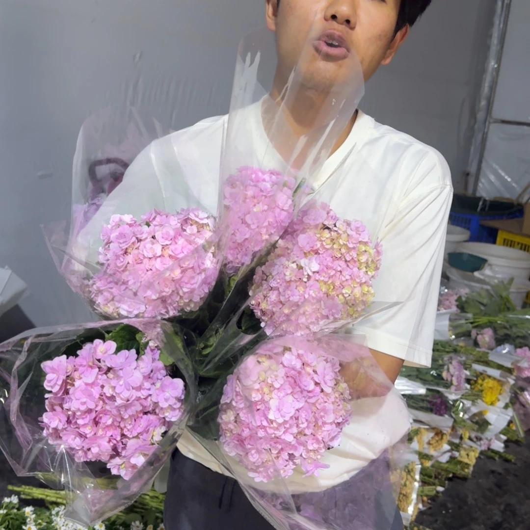 重瓣吸收哦绣球5支包邮价秒杀