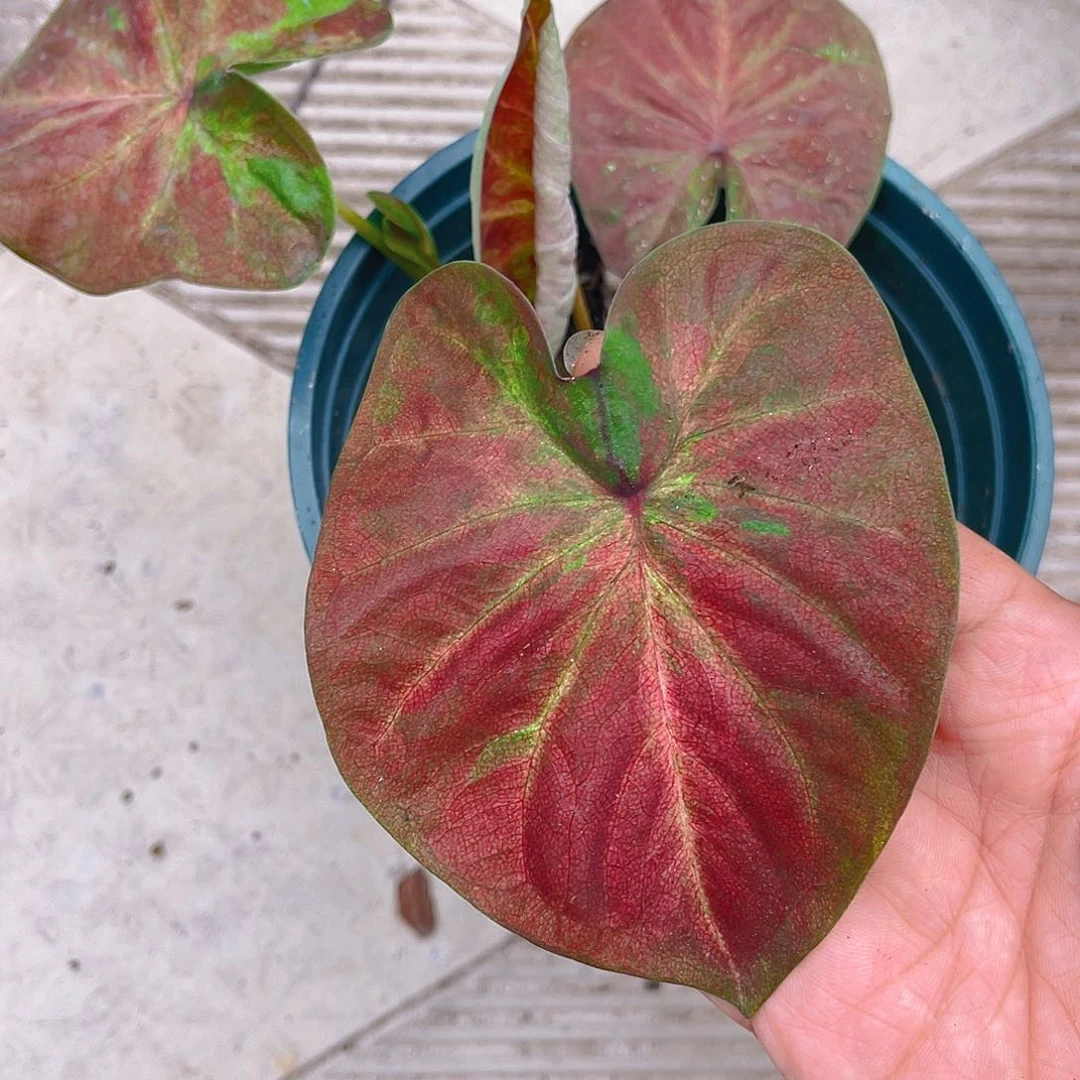 完全开放泰彩一物一拍4905