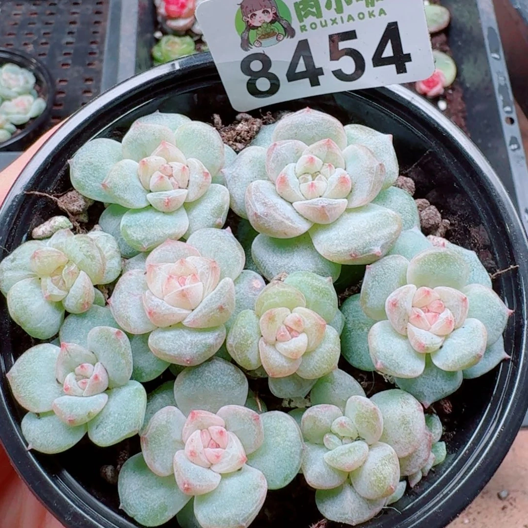 多肉植物多肉植物